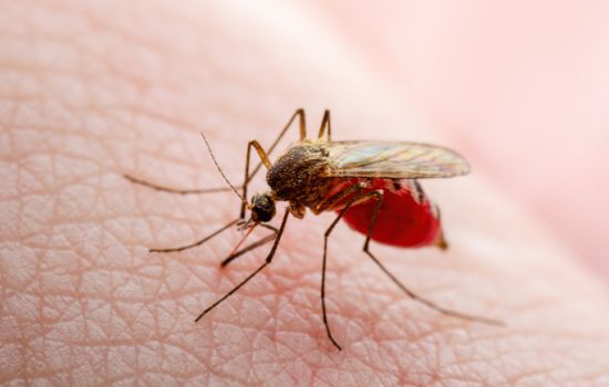 Anvisa autoriza estudo clínico de nova terapia oral para a dengue