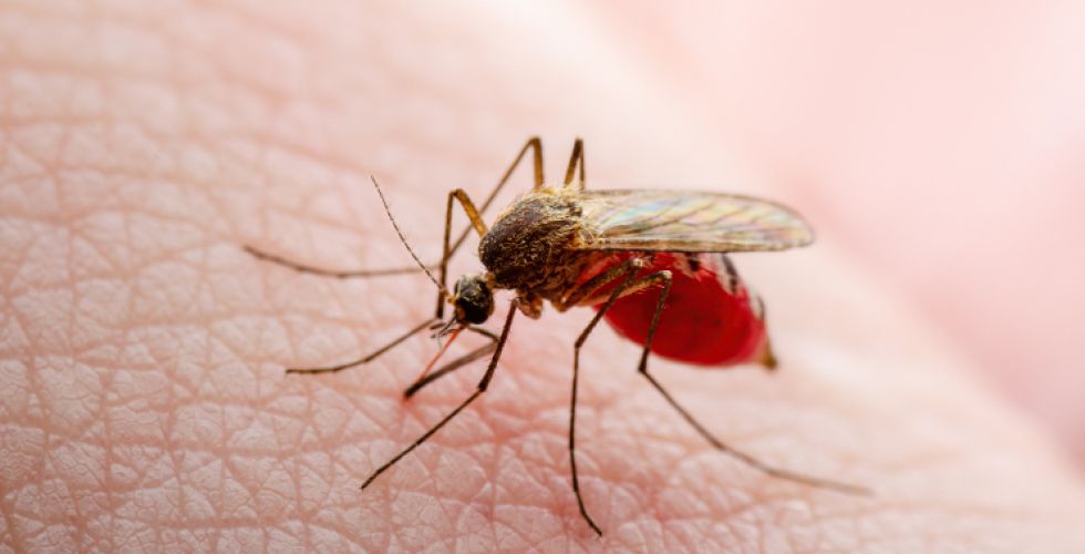 Anvisa autoriza estudo clínico de nova terapia oral para a dengue