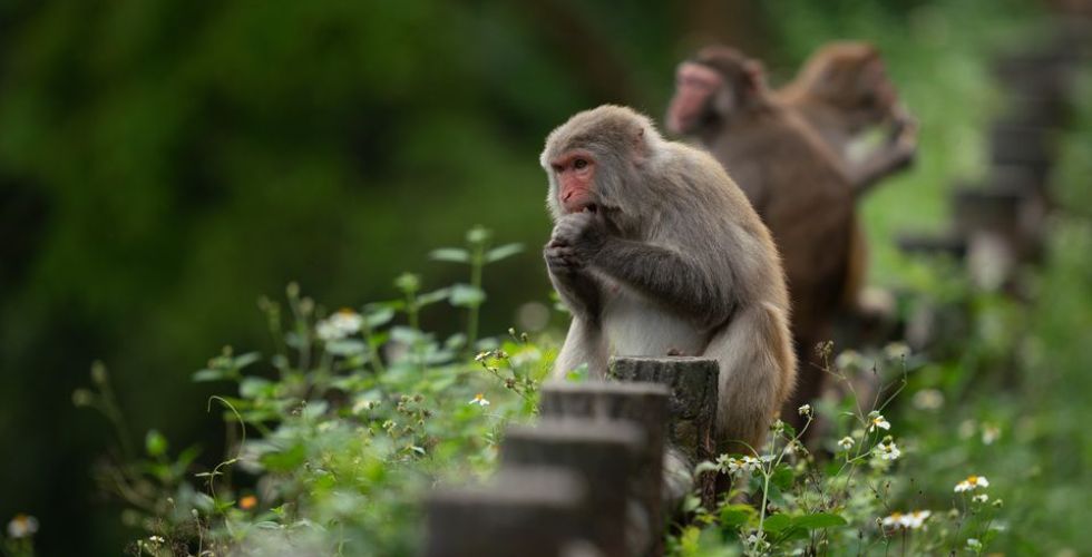 Vírus raro de macaco faz primeira vítima humana na China