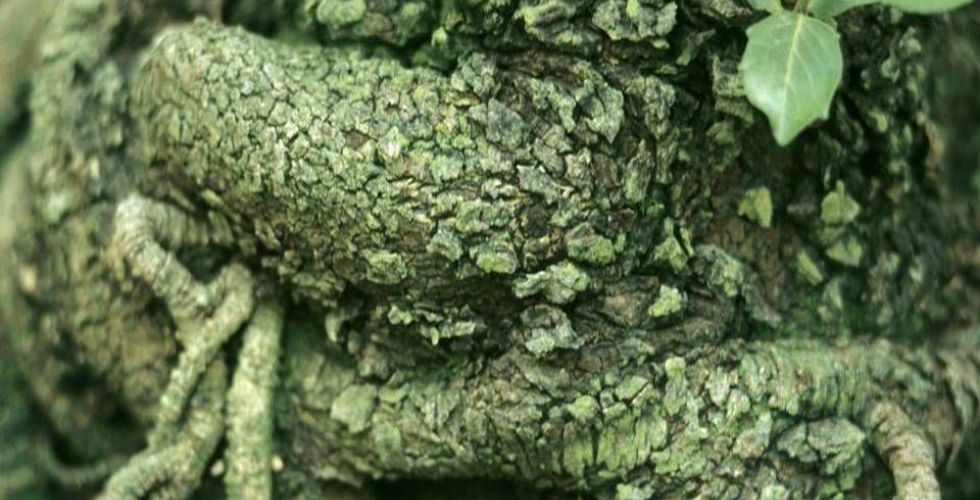 Covid-19: empresa farmacêutica descobre árvore nativa para desenvolver vacina