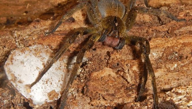 Veneno de aranha que provoca priapismo vira alvo de estudos científicos