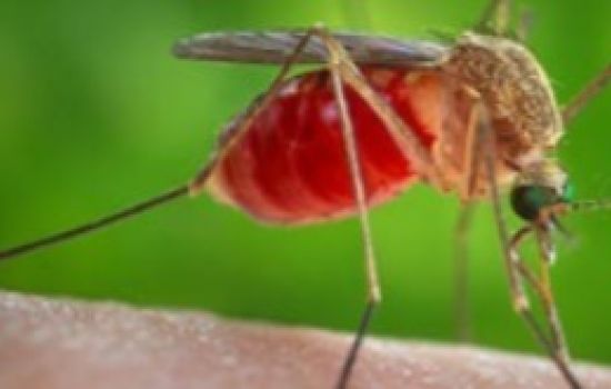 Duas m0rt3s por febre Oropouche são confirmadas no Brasil, sendo os primeiros ób1t0s no mundo