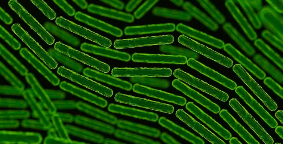 Cientistas identificam bactéria que poderá substituir medicamentos como o Ozempic