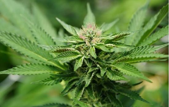 Derivado do CBD alivia dor neuropática sem provocar “barato” da cannabis