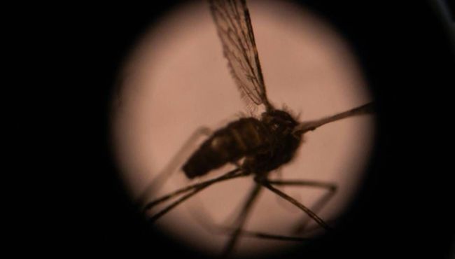 Mosquito transmissor da malária ameaça contaminar milhões de pessoas