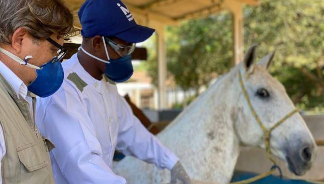Anticorpos de cavalo são até 100 vezes mais potentes contra Covid-19