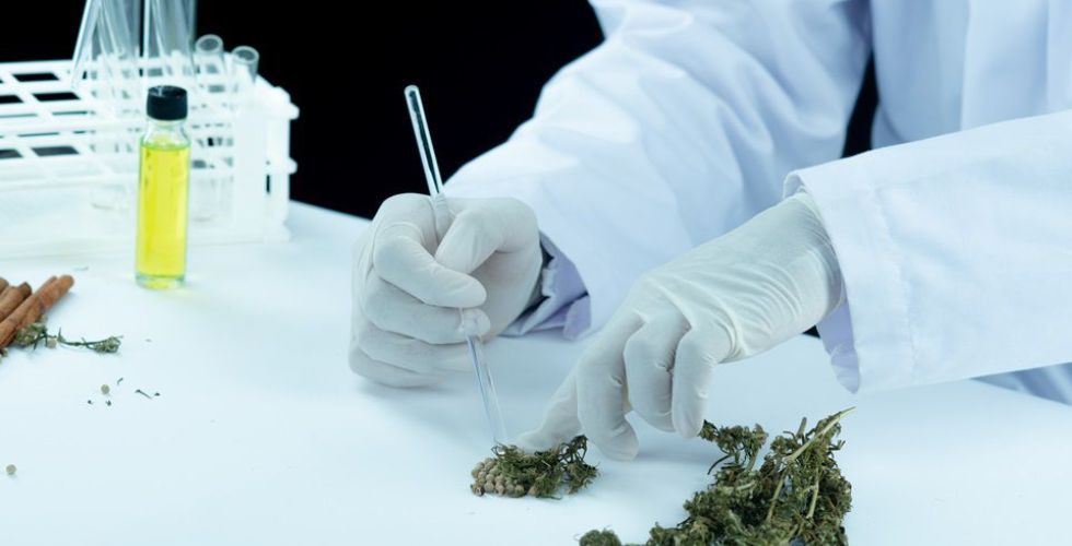 GreenCare investirá R$ 40 milhões na fabricação de medicamentos à base de cannabis
