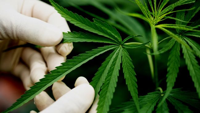 Estudo brasileiro indica que cannabis medicinal pode retardar a progressão do Alzheimer