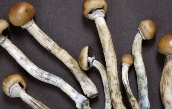 Cogumelo alucinógeno mostra potencial terapêutico contra depressão em estudo