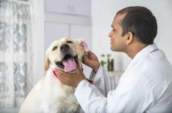 A CARREIRA DO FARMACÊUTICO VETERINÁRIO