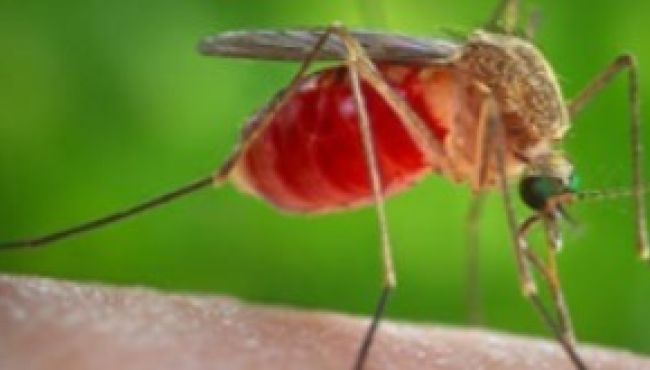 Duas m0rt3s por febre Oropouche são confirmadas no Brasil, sendo os primeiros ób1t0s no mundo