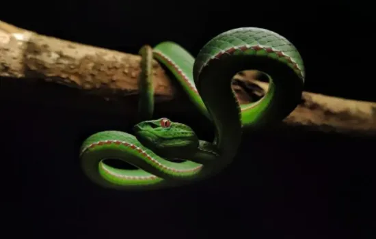 Tecnologia de vacinas mrna avança no combate a picadas de cobra