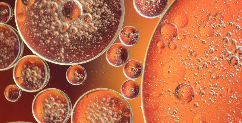 Pesquisadoras descobrem proteína que impede a queima de gordura