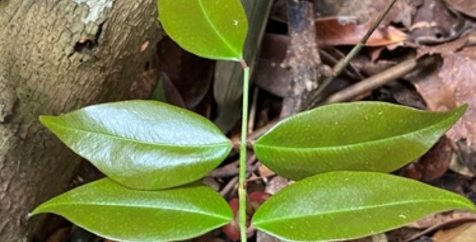 Planta da Amazônia revela potencial antiviral contra o coronavírus, aponta estudo