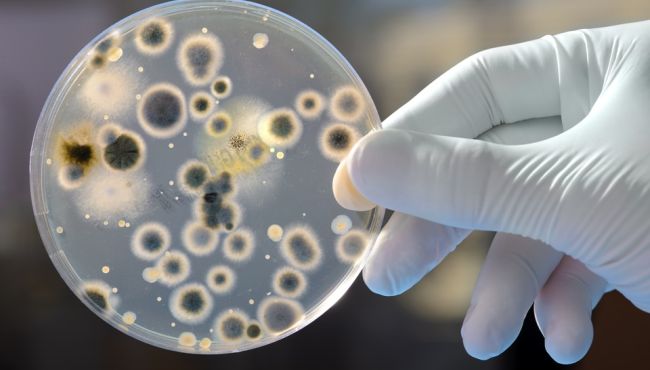 Superbactérias versus novos antibióticos: quem vai vencer essa guerra?