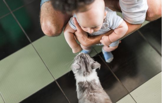 Farmacêuticos orientam sobre os perigos do Minoxidil para bebês e pets