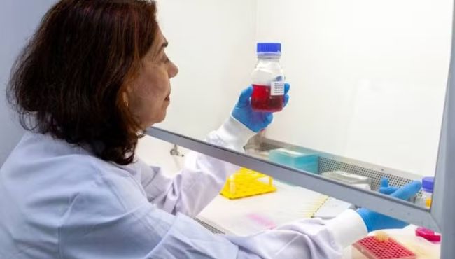 Butantan desenvolve anticorpo monoclonal para proteger gestantes contra o Zika