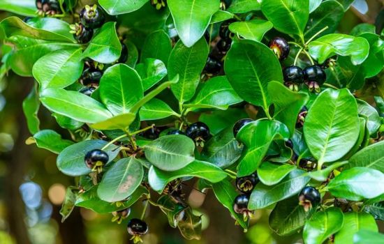 Fruta brasileira auxilia na saúde intestinal e no controle da glicose