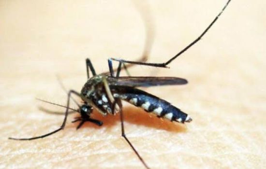Dengue pode elevar risco de Guillain-Barré e reforça atenção do farmacêutico clínico nas arboviroses