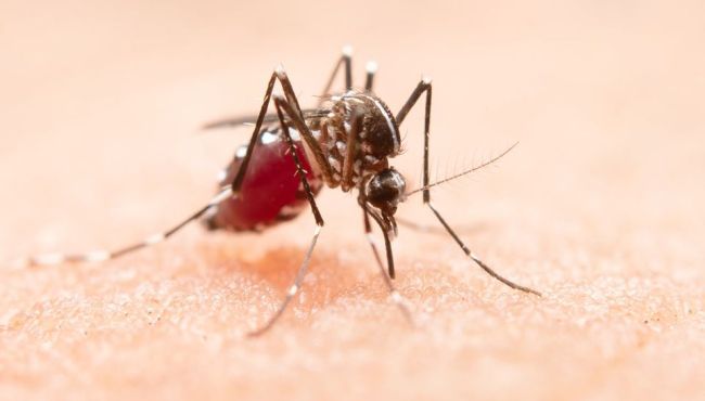 Quem já teve dengue tem maior risco de desenvolver sintomas da Covid-19