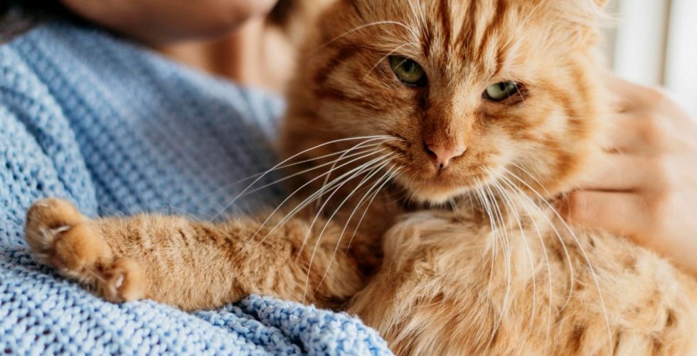 Medicamentos de perda de peso podem transformar gatos em ozempets