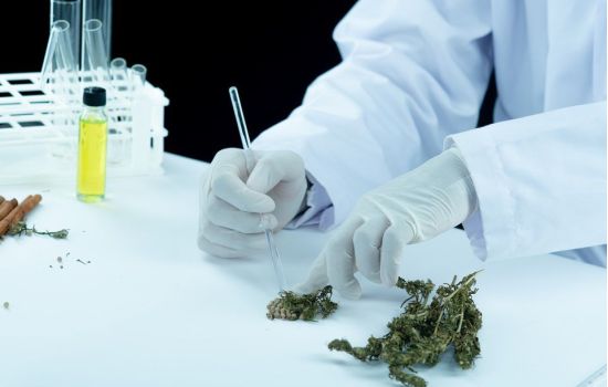GreenCare investirá R$ 40 milhões na fabricação de medicamentos à base de cannabis