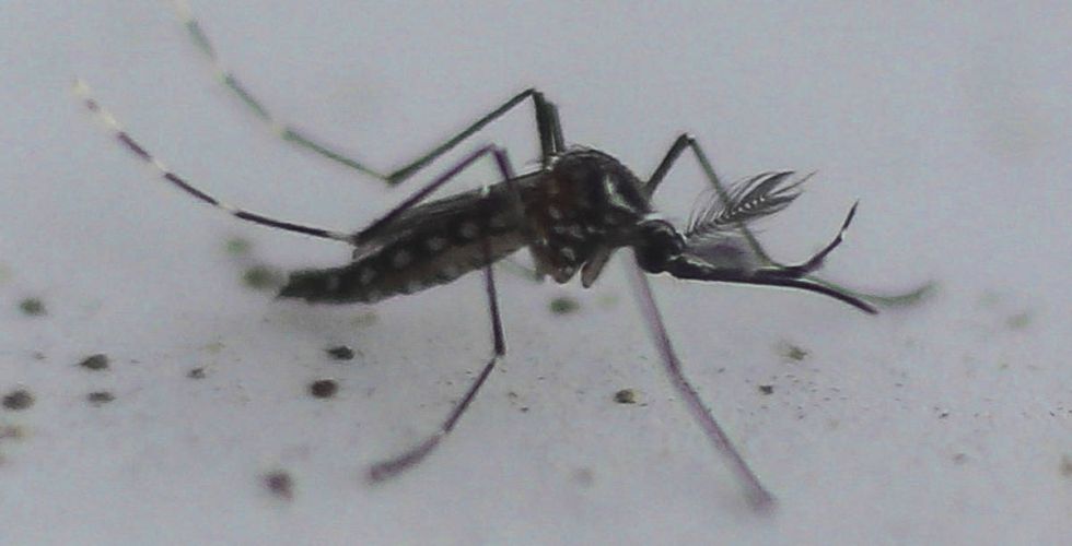 Alexandre Padilha confirma que Anvisa deve aprovar vacina da dengue do Butantan ainda este ano