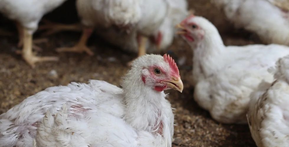 Gripe aviária pode representar ameaça maior que a Covid segundo cientistas