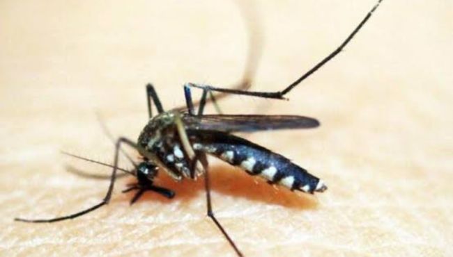 Dengue pode elevar risco de Guillain-Barré e reforça atenção do farmacêutico clínico nas arboviroses