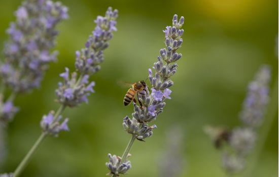 Farmacêutica pesquisa a biodiversidade brasileira para tratamento anticâncer