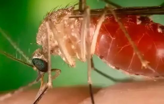 Febre de Oropouche  já tem quase 3 mil casos no Brasil em 2025