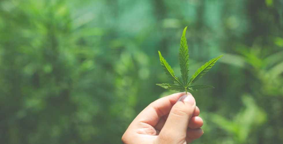Reclassificação da cannabis nos EUA reacende debate regulatório e levanta reflexões para o Brasil