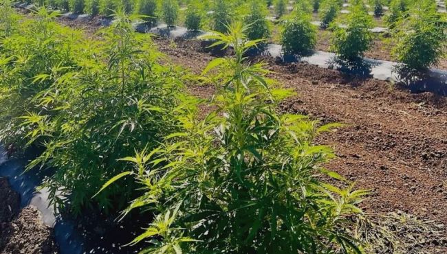 SUS passa a distribuir cannabis gratuitamente