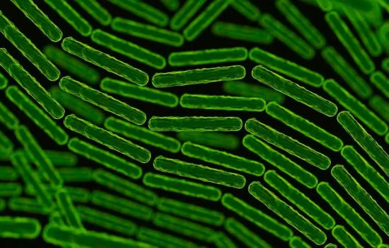 Cientistas identificam bactéria que poderá substituir medicamentos como o Ozempic