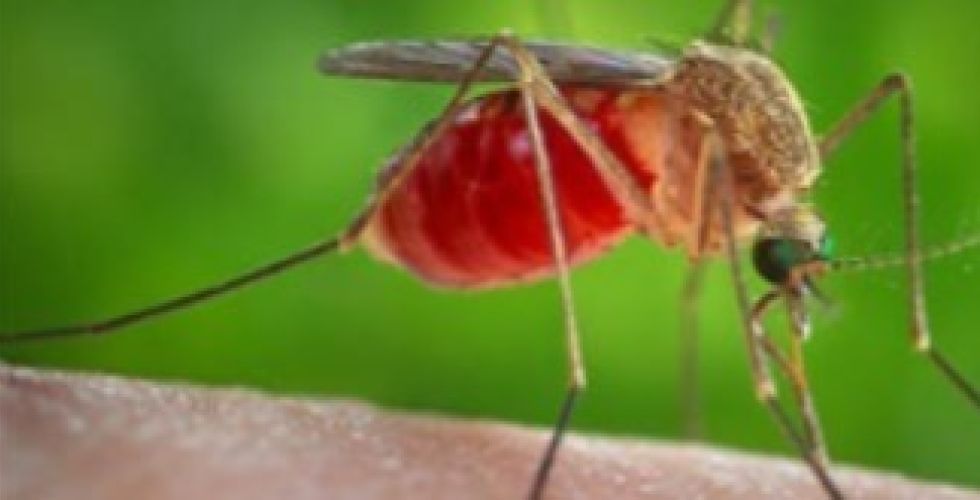 Duas m0rt3s por febre Oropouche são confirmadas no Brasil, sendo os primeiros ób1t0s no mundo