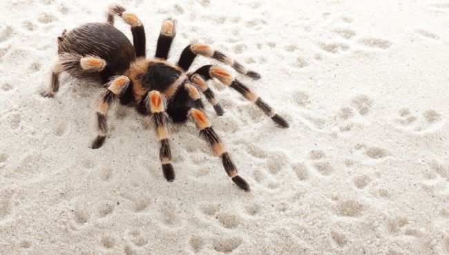 Novo medicamento para disfunção erétil é feito com veneno de aranha