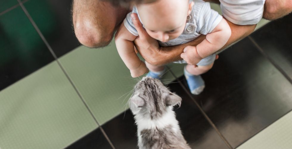 Farmacêuticos orientam sobre os perigos do Minoxidil para bebês e pets