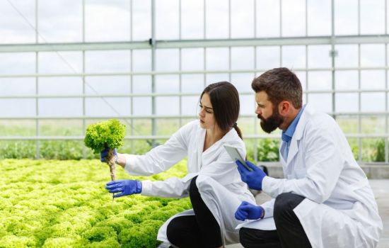 O que está prestes a acontecer com a farmácia viva no Brasil