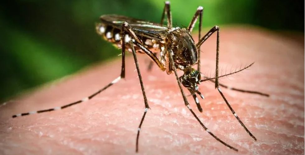Brasil inaugura a maior biofábrica de mosquitos do bem do mundo, com capacidade de produzir 100 milhões de ovos por semana