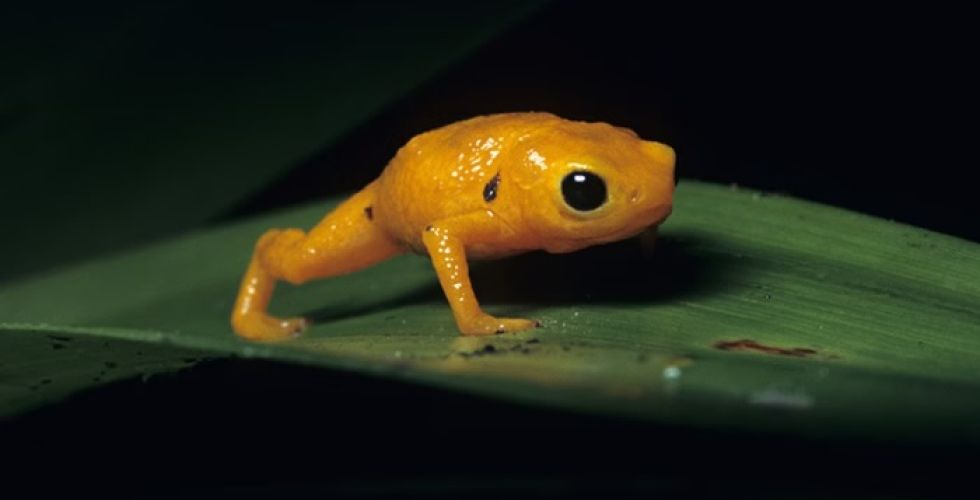 Veneno de sapo brasileiro revela potencial terapêutico contra AVC e inspirar novo tratamento cardiovascular