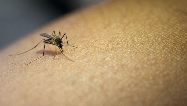 Pesquisadores testam reposicionamento de medicamento cardíaco para tratar infecção pelo vírus zika
