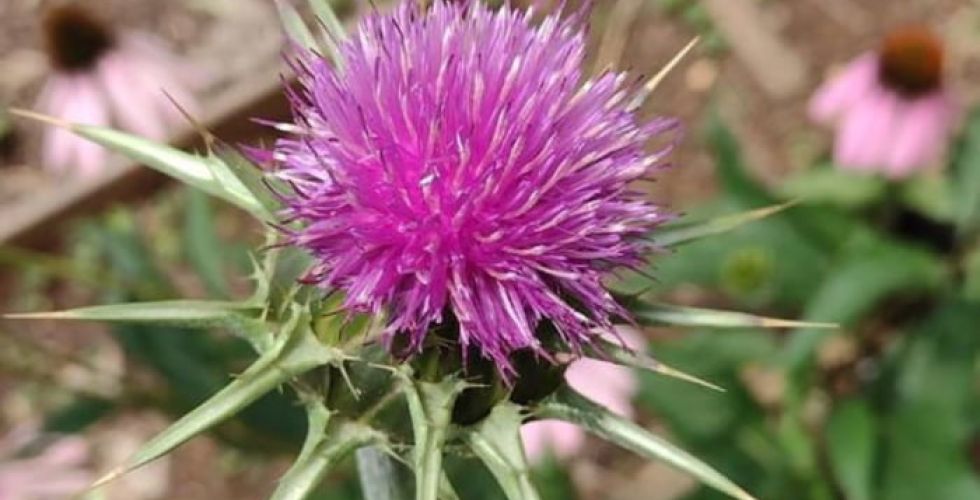 Farmacêutica da USP desenvolve fórmula com planta que reduz gordura abdominal