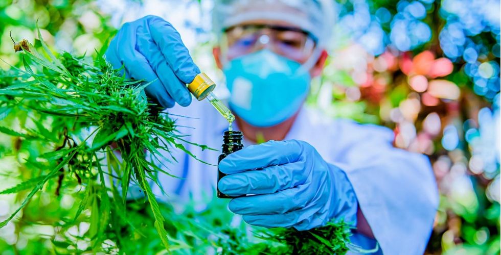 CFF aprova norma que amplia atuação do farmacêutico na cadeia da Cannabis medicinal