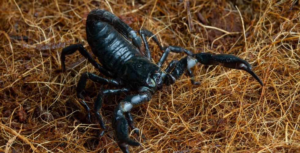Estudo da USP aponta toxina de escorpião como potencial tratamento para o câncer de mama