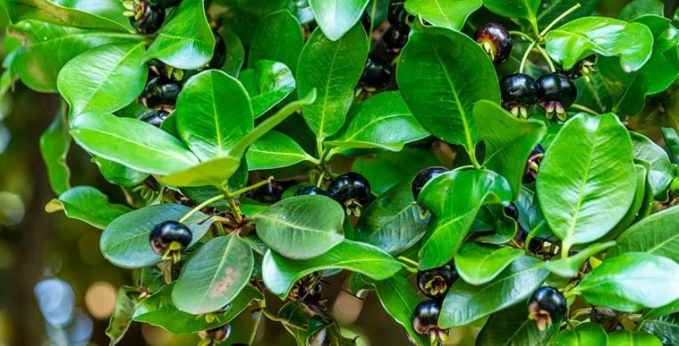 Fruta brasileira auxilia na saúde intestinal e no controle da glicose