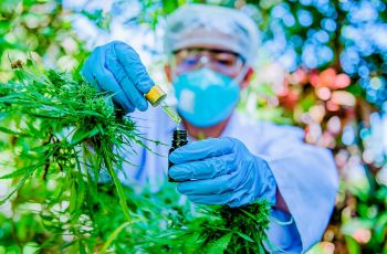 CFF aprova norma que amplia atuação do farmacêutico na cadeia da Cannabis medicinal