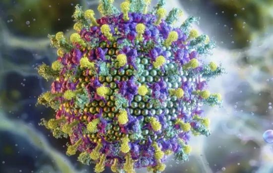 SUS se antecipa e conta com a Fiocruz na preparação contra o vírus Nipah