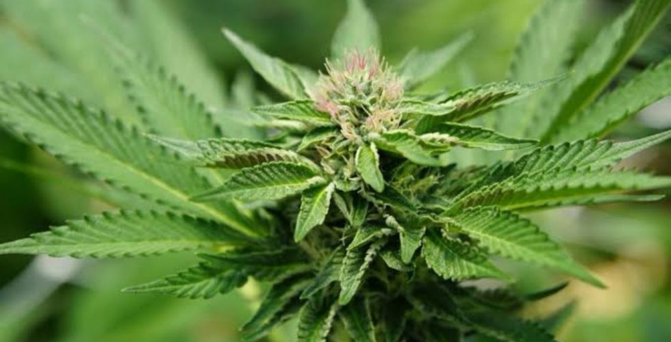 Derivado do CBD alivia dor neuropática sem provocar “barato” da cannabis
