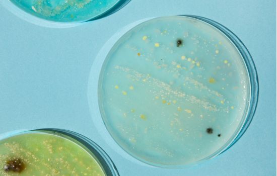 Farmacêutico brasileiro desenvolve tecnologia inovadora para identificar bactérias em segundos.
