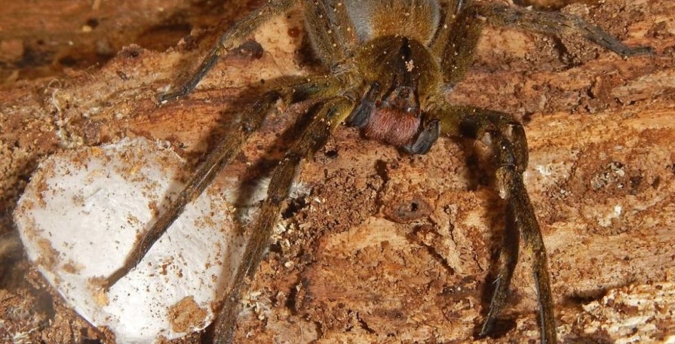 Veneno de aranha que provoca priapismo vira alvo de estudos científicos